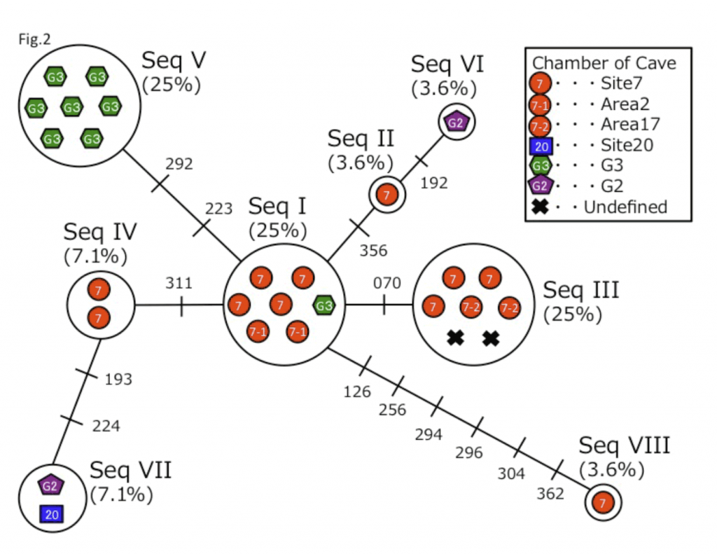 verteba-cave-mtDNA