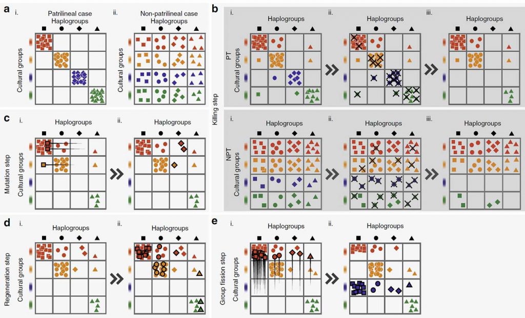 y-dna-bottleneck-simulation