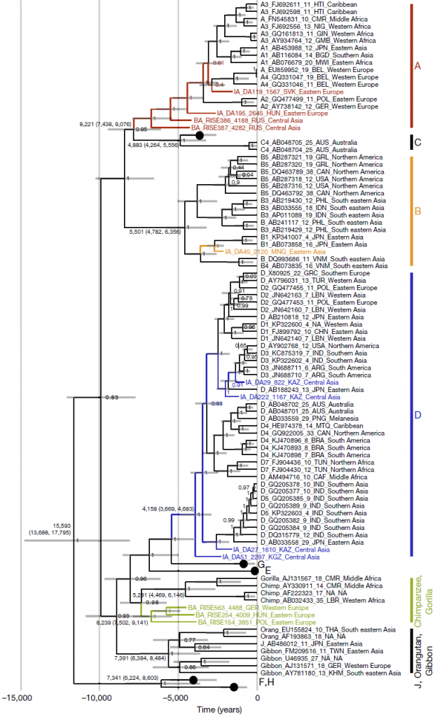 hbv-genotype-tree