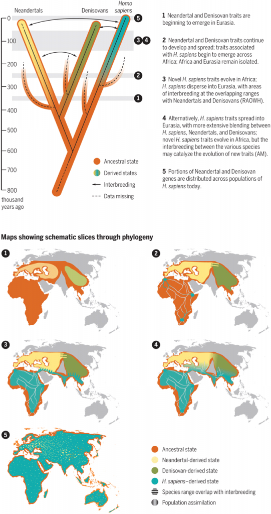 homo-sapiens-neandertal-denisovan