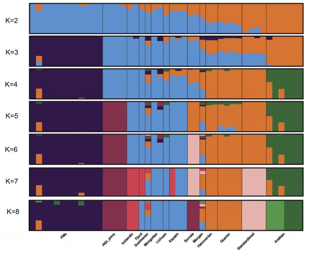 horse-admixture