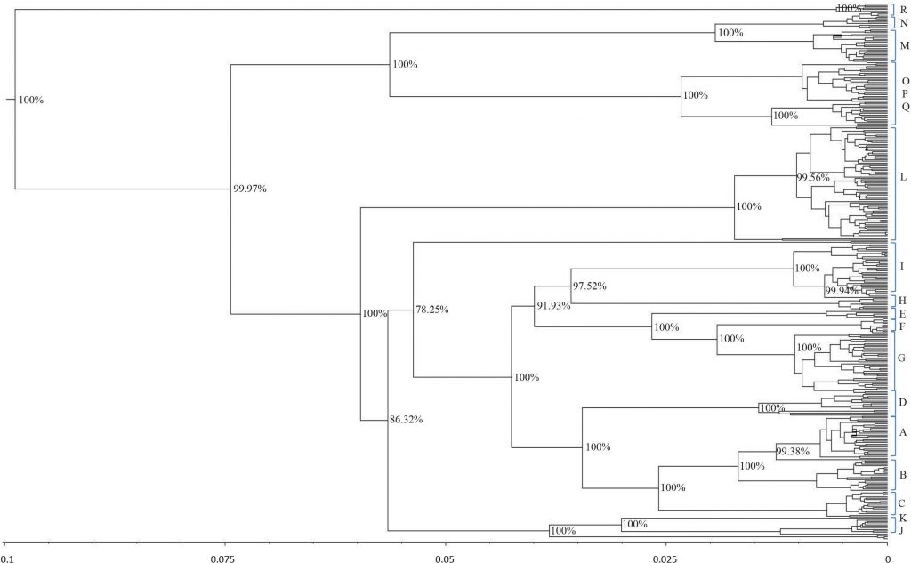 horse-mtdna-tree