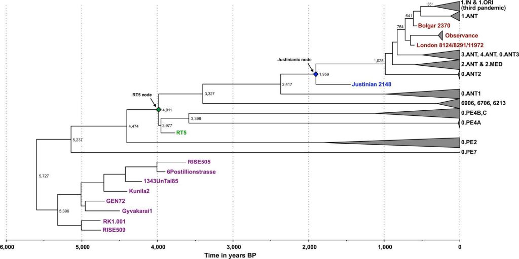 plague-clade-tree