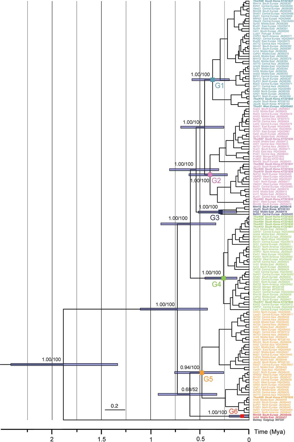 phylogenetic-tree-horses