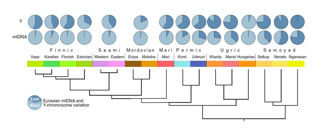 haplogroup-uralians
