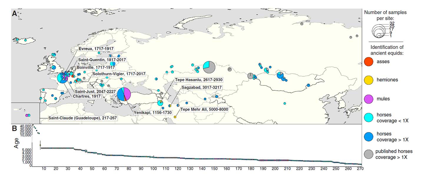 Yamna the likely source of modern horse domesticates; the closest lineage, from East Bell Beakers