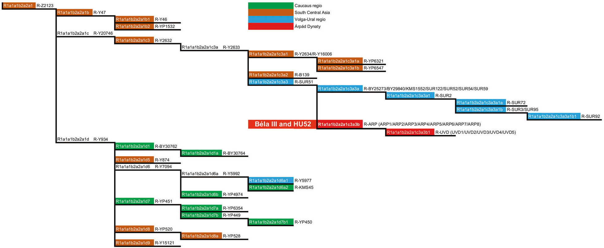 bela-arpad-dynasty-hu52-r1a-z2123-haplogroup