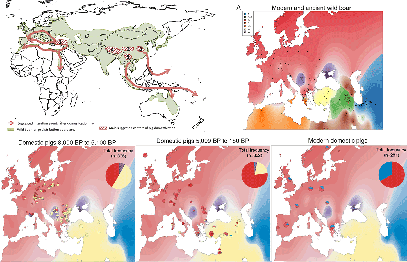 pig-boar-haplogroup-distribution